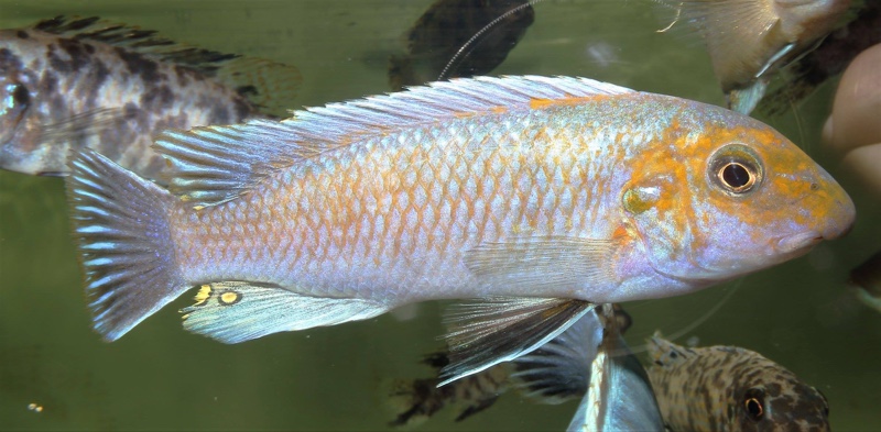 Labeotropheus trewavasae 'Ndumbi Point'
